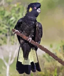 Yellow tailed black cockatoo Diamond Dotz