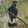 Yellow tailed black cockatoo Diamond Dotz