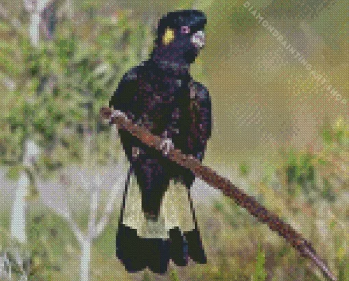 Yellow tailed black cockatoo Diamond Dotz