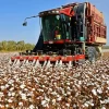 cotton harvester Diamond Dotz