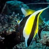 moorish idol Diamond Dotz