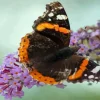 red admiral butterfly Diamond Dotz