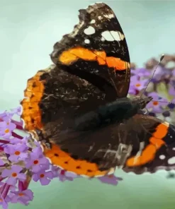 red admiral butterfly Diamond Dotz