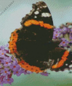 red admiral butterfly Diamond Dotz