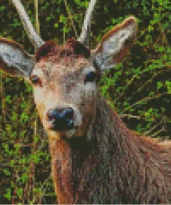 Barbary stag Diamond Paintings