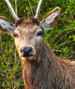 Barbary stag Diamond Paintings