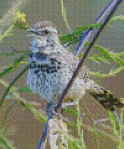 cactus wren Diamond With Numbers