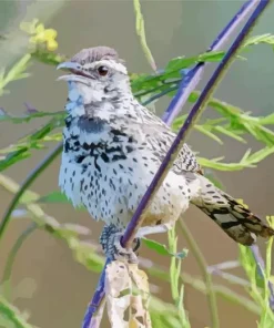 cactus wren Diamond With Numbers