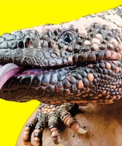 gila monster Diamond With Numbers