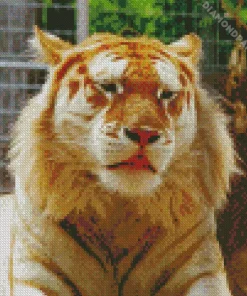 golden tiger Diamond Dotz