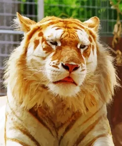 golden tiger Diamond Dotz