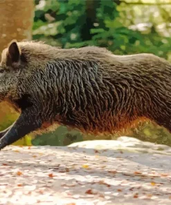 wild boar animal Diamond Dotz