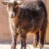 American Pygmy Goat Diamond Painting