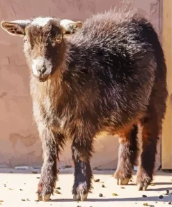 American Pygmy Goat Diamond Painting
