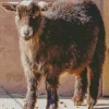 American Pygmy Goat Diamond Painting