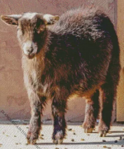 American Pygmy Goat Diamond Painting