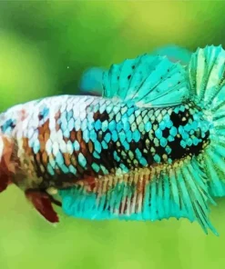 Betta Smaragdina Diamond Painting