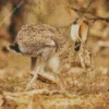 Black Tailed Jackrabbit Diamond Painting