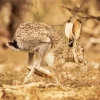 Black Tailed Jackrabbit Diamond Painting