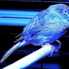 Blue Canary Bird Diamond Painting