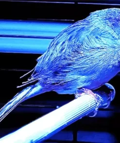 Blue Canary Bird Diamond Painting