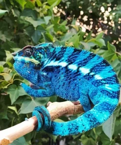 Blue Chamelon Diamond Painting