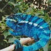 Blue Chamelon Diamond Painting