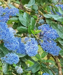 Blueblossom Plant Diamond Painting