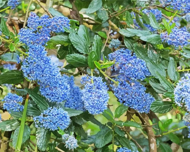 Blueblossom Plant Diamond By Numbers Blueblossom Plant Diamond Painting