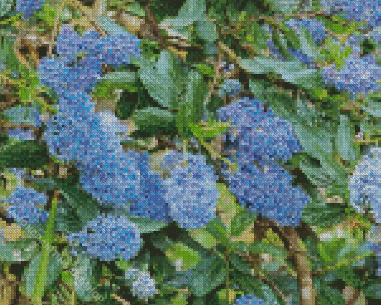 Blueblossom Plant Diamond Paints Blueblossom Plant Diamond Painting