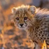 Cheetah Cub Diamond Painting