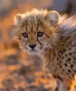 Cheetah Cub Diamond Painting