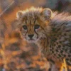 Cheetah Cub Diamond Painting