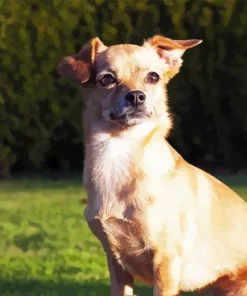 Chiweenie Dog Diamond Painting