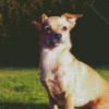Chiweenie Dog Diamond Painting