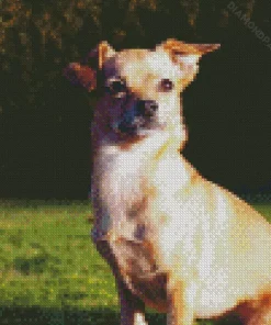 Chiweenie Dog Diamond Painting