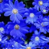 Dark Blue Daisies Diamond Painting
