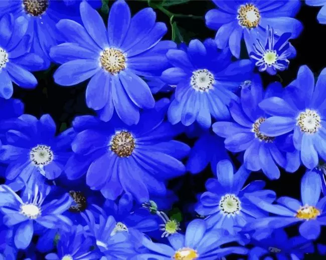 Dark blue daisies Diamond Paintings Dark Blue Daisies Diamond Painting