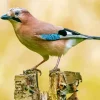 Eurasian Jay Bird Diamond Painting