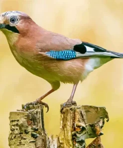 Eurasian Jay Bird Diamond Painting