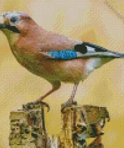 Eurasian Jay Bird Diamond Painting