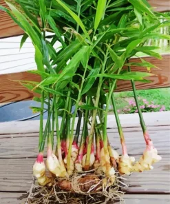 Ginger Plant Diamond Painting