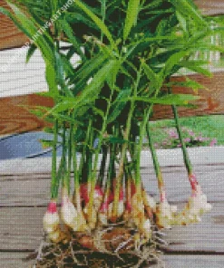 Ginger Plant Diamond Painting