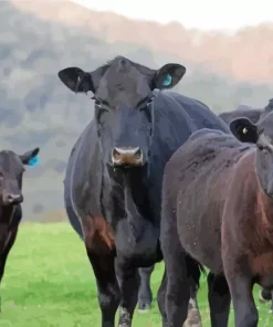 The Aberdeen Angus Diamond Painting