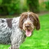 Wirehaired Pointing Griffon Diamond Painting