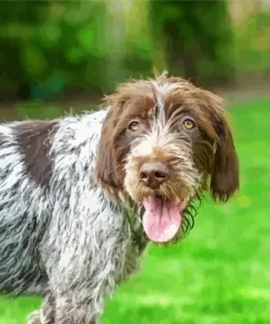 Wirehaired Pointing Griffon Diamond Painting
