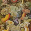 Actiniae By Ernst Haeckel Diamond Painting