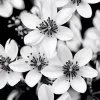Aesthetic Monochrome Flowers Diamond Painting