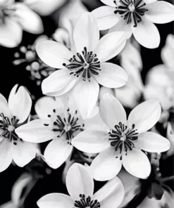 Aesthetic Monochrome Flowers Diamond Painting
