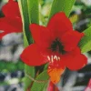 Amaryllis Flower Diamond Painting